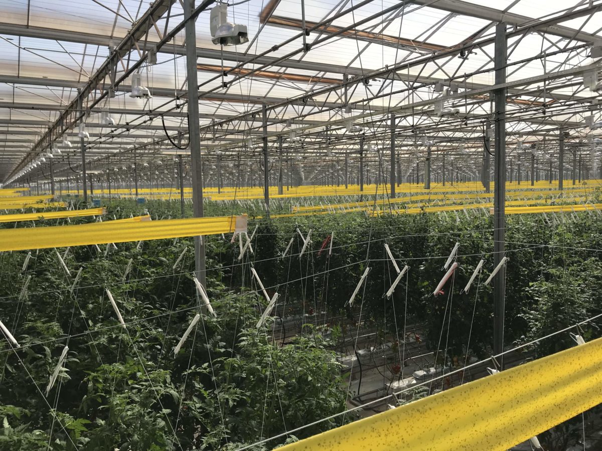 Pure Flavor®’s New Georgia Greenhouse Growing Results | Pure Flavor®