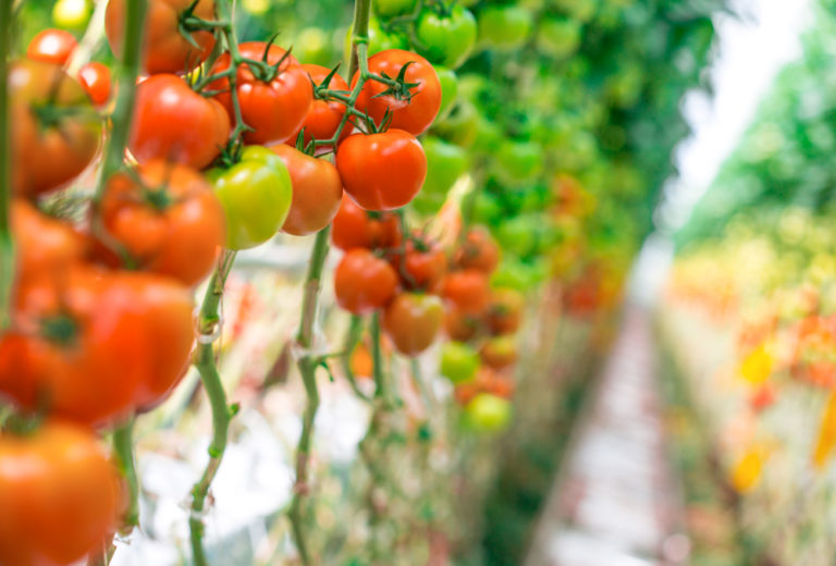 The Powerful Tomatoes - Pure Flavor®